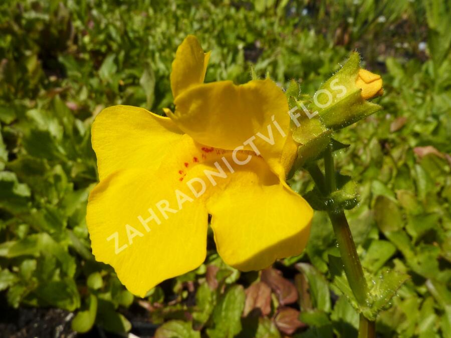 Kejklířka žlutá - Mimulus luteus