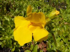 Kejklířka žlutá - Mimulus luteus