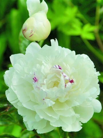 Pivoňka bělokvětá 'Festiva Maxima' - Paeonia lactiflora 'Festiva Maxima'