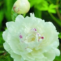 Pivoňka bělokvětá 'Festiva Maxima' - Paeonia lactiflora 'Festiva Maxima'