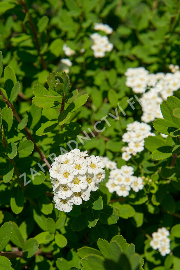 Tavolník nipponský 'Snowmound' - Spiraea nipponica 'Snowmound'