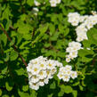 Tavolník nipponský 'Snowmound' - Spiraea nipponica 'Snowmound'