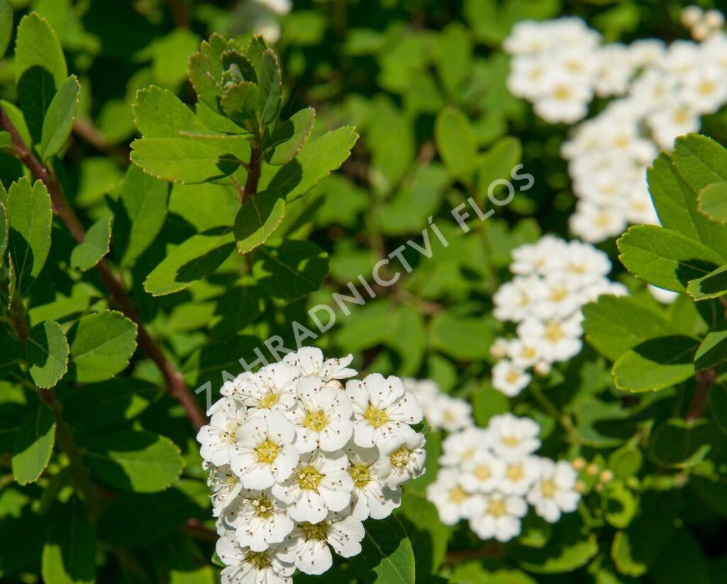 Tavolník nipponský 'Snowmound' - Spiraea nipponica 'Snowmound'