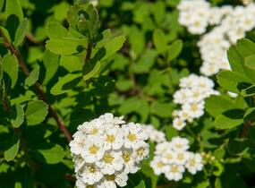 Tavolník nipponský 'Snowmound' - Spiraea nipponica 'Snowmound'