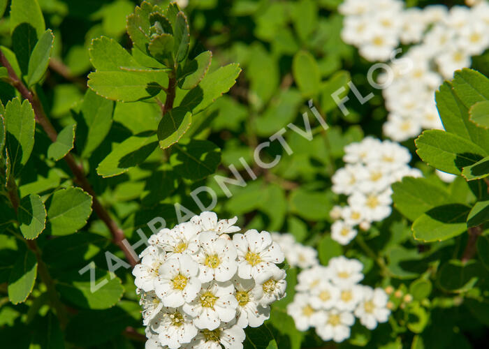 Tavolník nipponský 'Snowmound' - Spiraea nipponica 'Snowmound'
