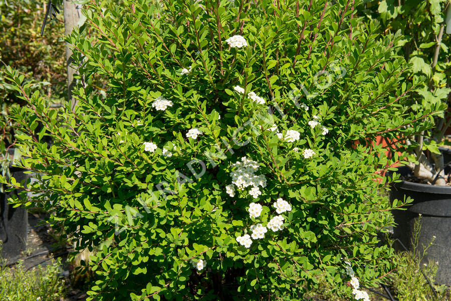 Tavolník nipponský 'Snowmound' - Spiraea nipponica 'Snowmound'