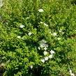 Tavolník nipponský 'Snowmound' - Spiraea nipponica 'Snowmound'