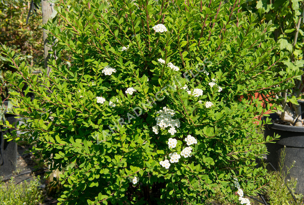Tavolník nipponský 'Snowmound' - Spiraea nipponica 'Snowmound'