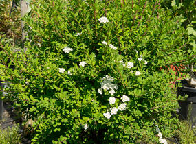 Tavolník nipponský 'Snowmound' - Spiraea nipponica 'Snowmound'