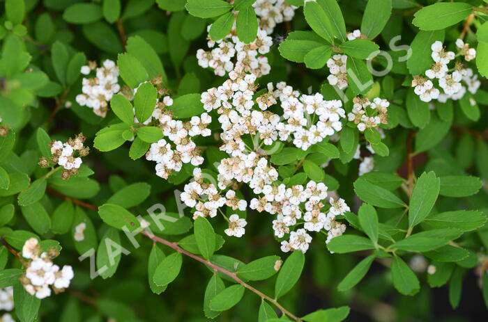 Tavolník nipponský 'Snowmound' - Spiraea nipponica 'Snowmound'
