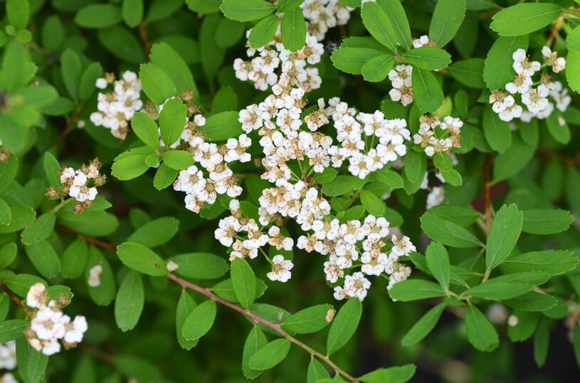 Tavolník niponský Halward s Silver (Spiraea nipponica) | Rostliny-cs.com