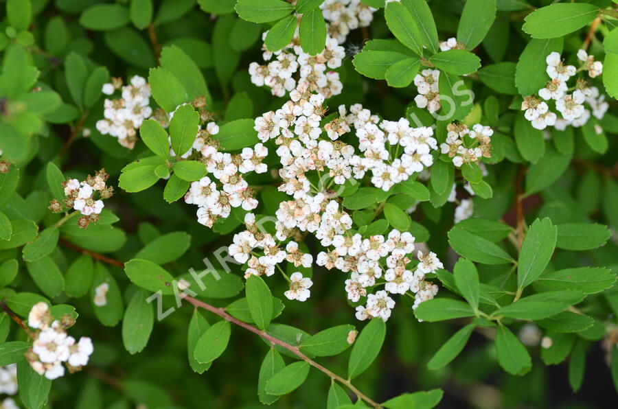 Tavolník nipponský 'Snowmound' - Spiraea nipponica 'Snowmound'