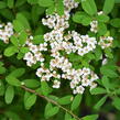 Tavolník nipponský 'Snowmound' - Spiraea nipponica 'Snowmound'