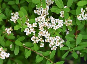 Tavolník nipponský 'Snowmound' - Spiraea nipponica 'Snowmound'