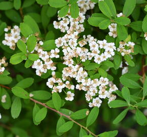 Tavolník nipponský 'Snowmound' - Spiraea nipponica 'Snowmound'