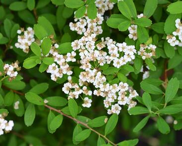 Tavolník nipponský 'Snowmound'