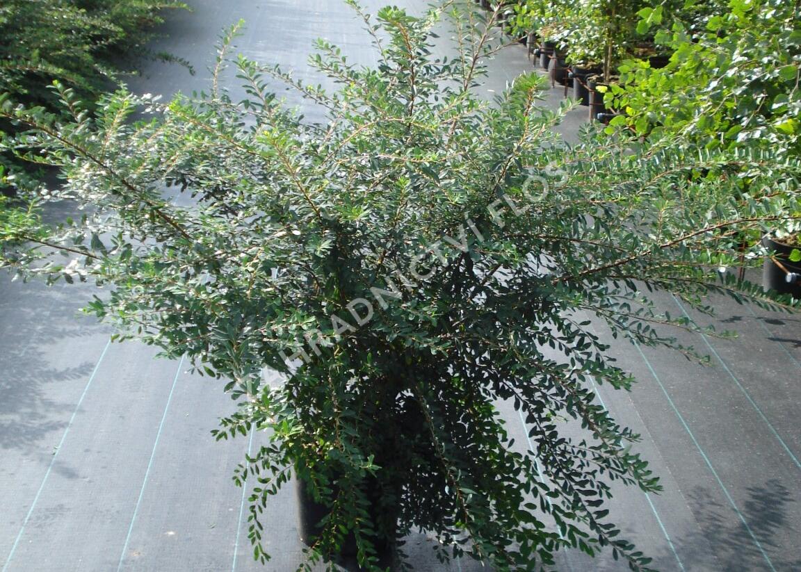 Tavolník nipponský 'Snowmound' - Spiraea nipponica 'Snowmound'