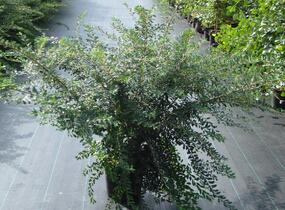 Tavolník nipponský 'Snowmound' - Spiraea nipponica 'Snowmound'