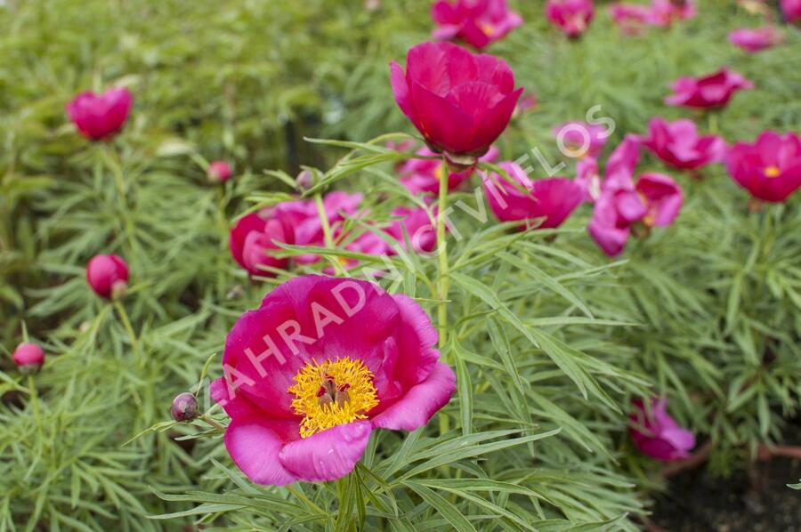 Pivoňka bělokvětá 'Early Scout' - Paeonia lactiflora 'Early Scout'