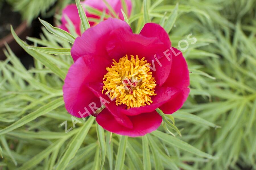 Pivoňka bělokvětá 'Early Scout' - Paeonia lactiflora 'Early Scout'