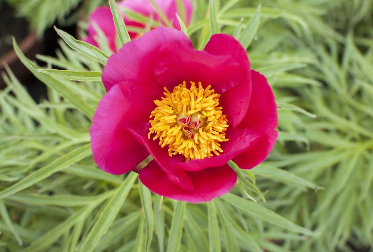 Pivoňka bělokvětá 'Early Scout' - Paeonia lactiflora 'Early Scout'