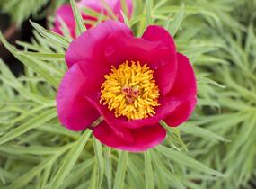 Pivoňka bělokvětá 'Early Scout' - Paeonia lactiflora 'Early Scout'