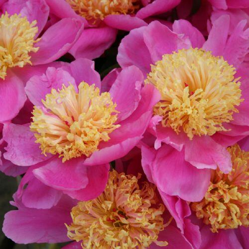 Pivoňka bělokvětá 'Doreen' - Paeonia lactiflora 'Doreen'