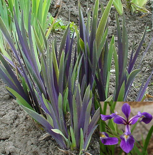 Kosatec různobarevný 'Dark Aura' - Iris versicolor 'Dark Aura'