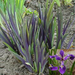 Kosatec různobarevný 'Dark Aura' - Iris versicolor 'Dark Aura'