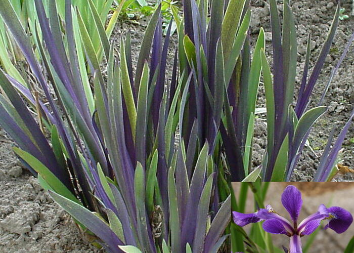 Kosatec různobarevný 'Dark Aura' - Iris versicolor 'Dark Aura'