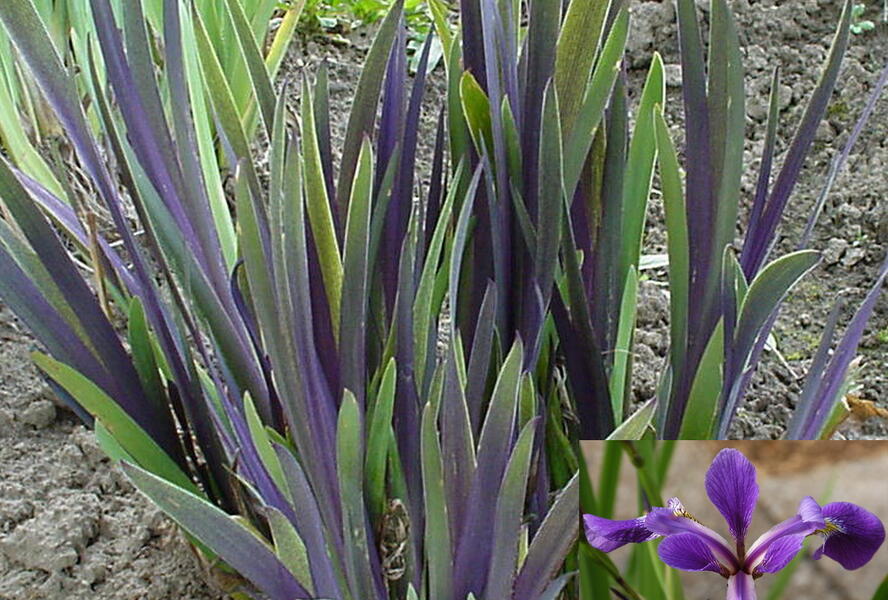 Kosatec různobarevný 'Dark Aura' - Iris versicolor 'Dark Aura'