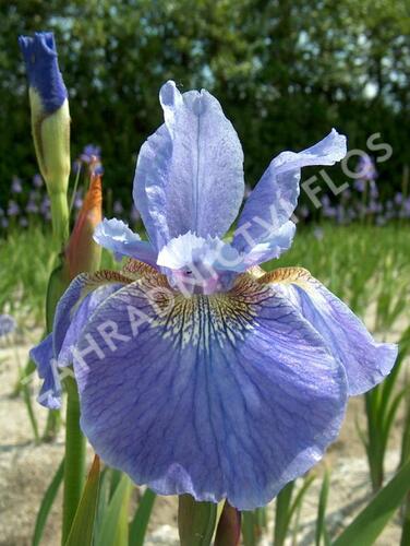 Kosatec sibiřský 'Welcome Return' - Iris sibirica 'Welcome Return'