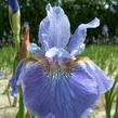 Kosatec sibiřský 'Welcome Return' - Iris sibirica 'Welcome Return'