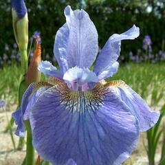 Kosatec sibiřský 'Welcome Return' - Iris sibirica 'Welcome Return'