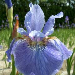 Kosatec sibiřský 'Welcome Return' - Iris sibirica 'Welcome Return'