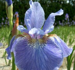 Kosatec sibiřský 'Welcome Return' - Iris sibirica 'Welcome Return'