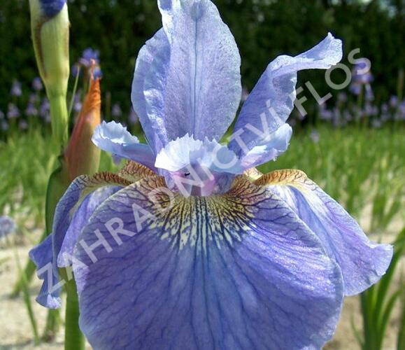 Kosatec sibiřský 'Welcome Return' - Iris sibirica 'Welcome Return'