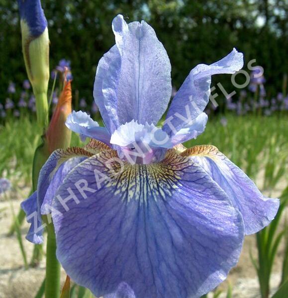 Kosatec sibiřský 'Welcome Return' - Iris sibirica 'Welcome Return'