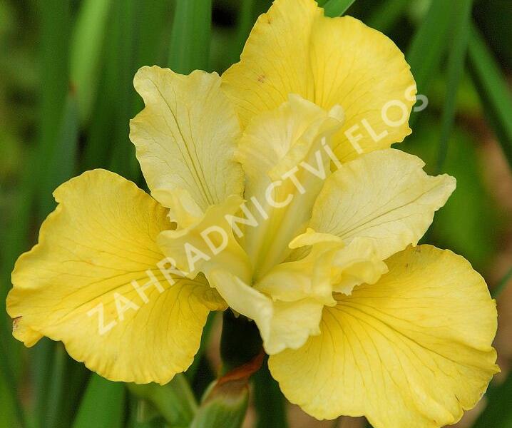 Kosatec sibiřský 'Summer Revels' - Iris sibirica 'Summer Revels'