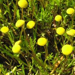 Mechovec - Cotula coronopifolia