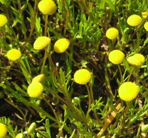 Mechovec - Cotula coronopifolia