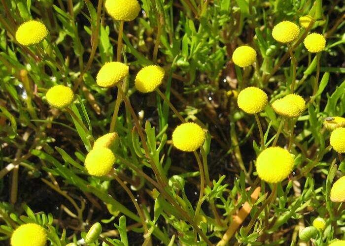 Mechovec - Cotula coronopifolia