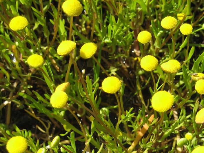 Mechovec - Cotula coronopifolia