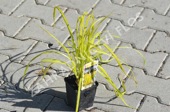 Ostřice pobřežní 'Aurea' - Carex riparia 'Aurea'