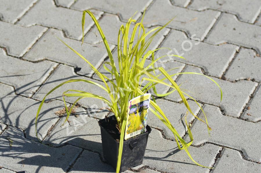 Ostřice pobřežní 'Aurea' - Carex riparia 'Aurea'