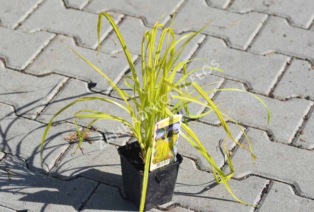 Ostřice pobřežní 'Aurea' - Carex riparia 'Aurea'