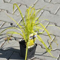 Ostřice pobřežní 'Aurea' - Carex riparia 'Aurea'