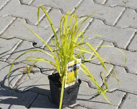 Ostřice pobřežní 'Aurea'