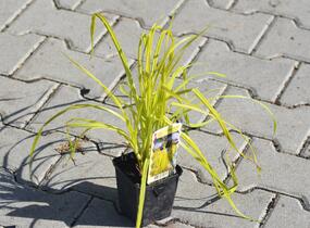 Ostřice pobřežní 'Aurea' - Carex riparia 'Aurea'