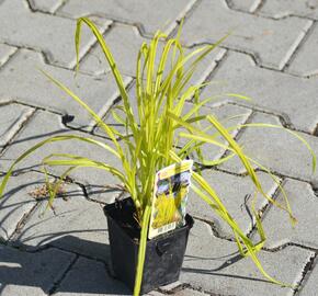 Ostřice pobřežní 'Aurea' - Carex riparia 'Aurea'